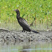 Little Black Cormorant