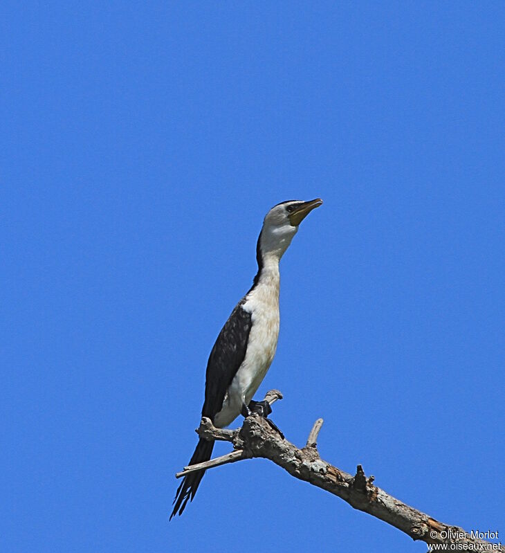 Little Pied Cormorant