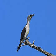 Little Pied Cormorant