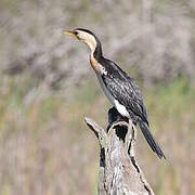 Little Pied Cormorant