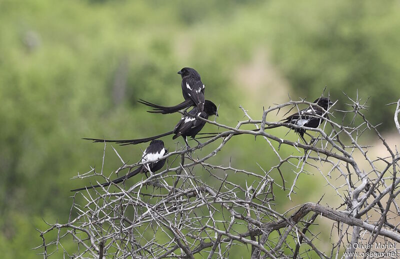 Corvinelle noir et blanc