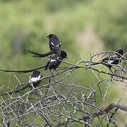 Corvinelle noir et blanc