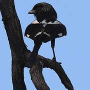 Magpie Shrike