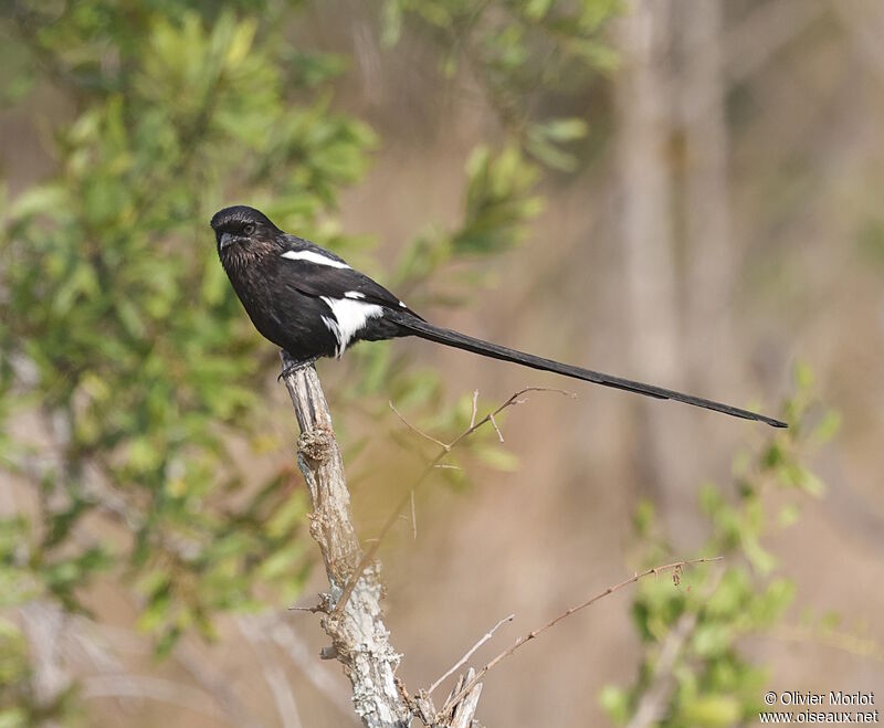 Corvinelle noir et blanc