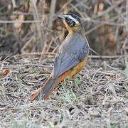 White-browed Robin-Chat