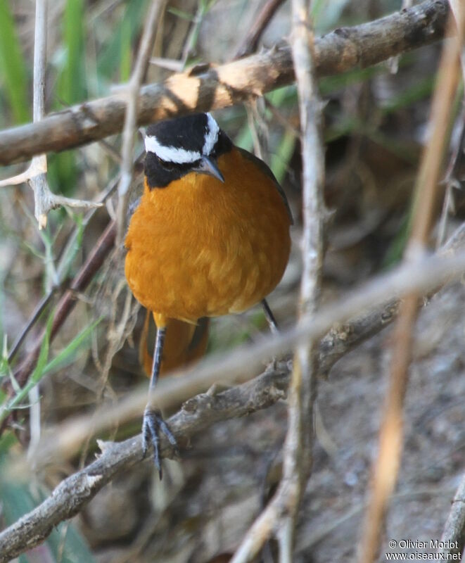 White-browed Robin-Chat