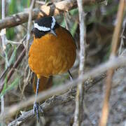 White-browed Robin-Chat