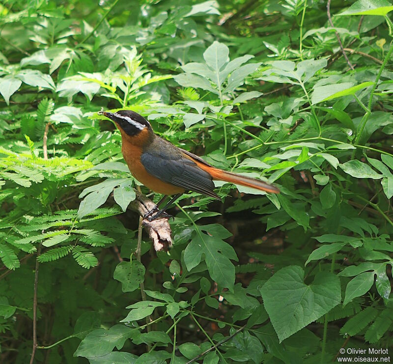 White-browed Robin-Chat