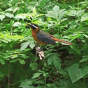 White-browed Robin-Chat