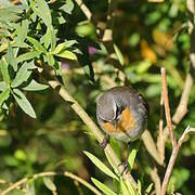 Cape Robin-Chat