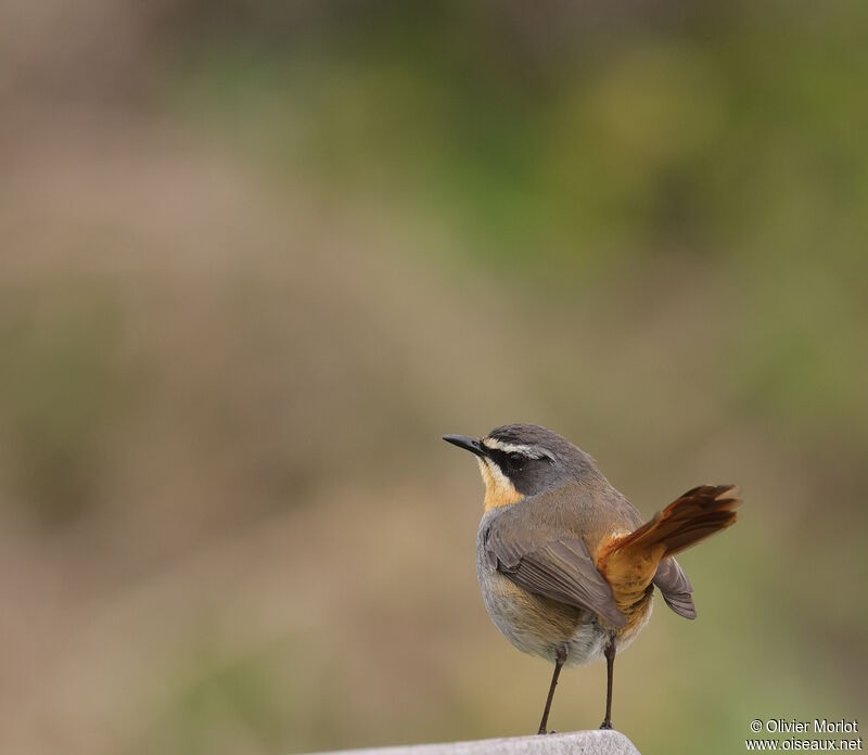 Cape Robin-Chat