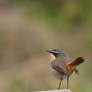 Cape Robin-Chat