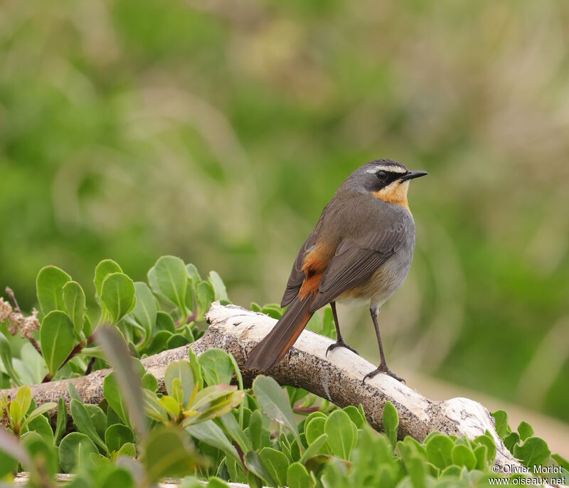 Cape Robin-Chat