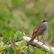 Cape Robin-Chat