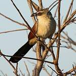 Coucal à sourcils blancs