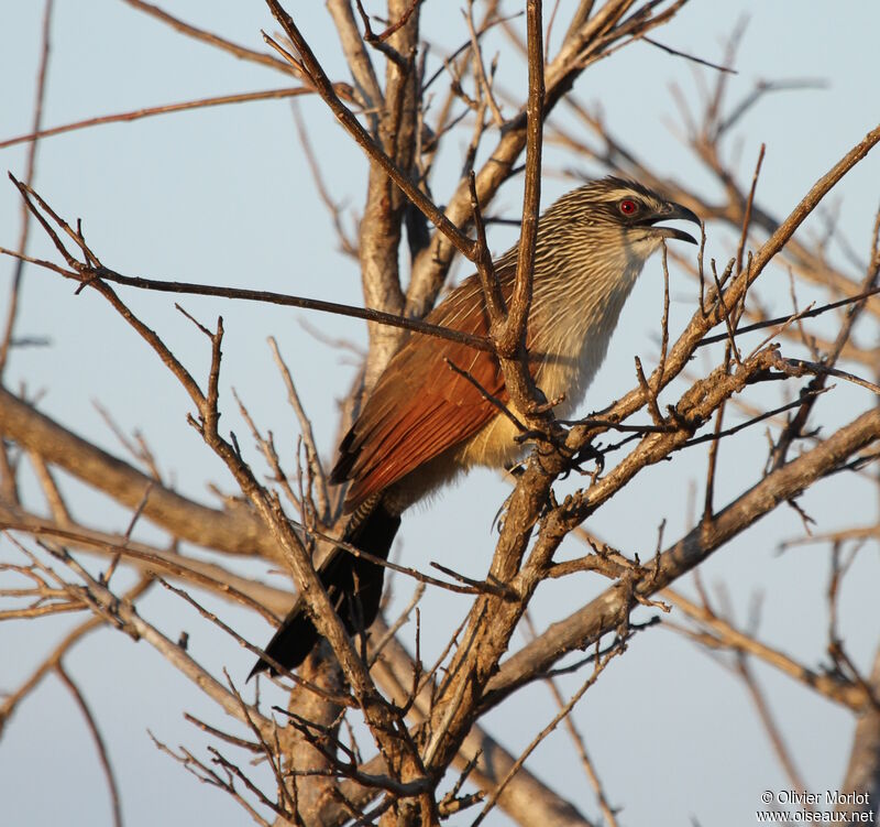 White-browed Coucal