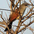 Coucal à sourcils blancs