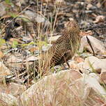 Coucal faisan