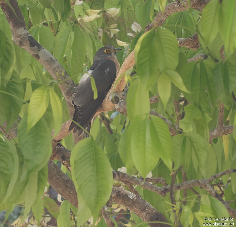 Common Hawk-Cuckoo