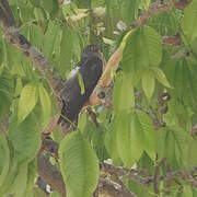 Common Hawk-Cuckoo