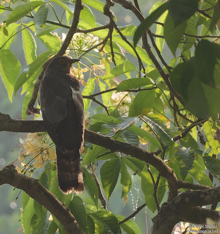 Common Hawk-Cuckoo