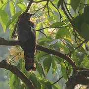 Common Hawk-Cuckoo