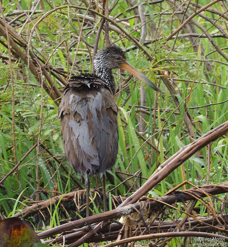 Limpkin