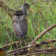 Limpkin