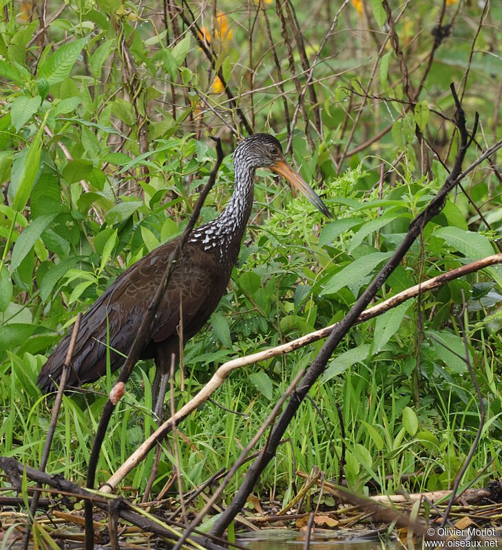 Limpkin