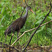 Limpkin