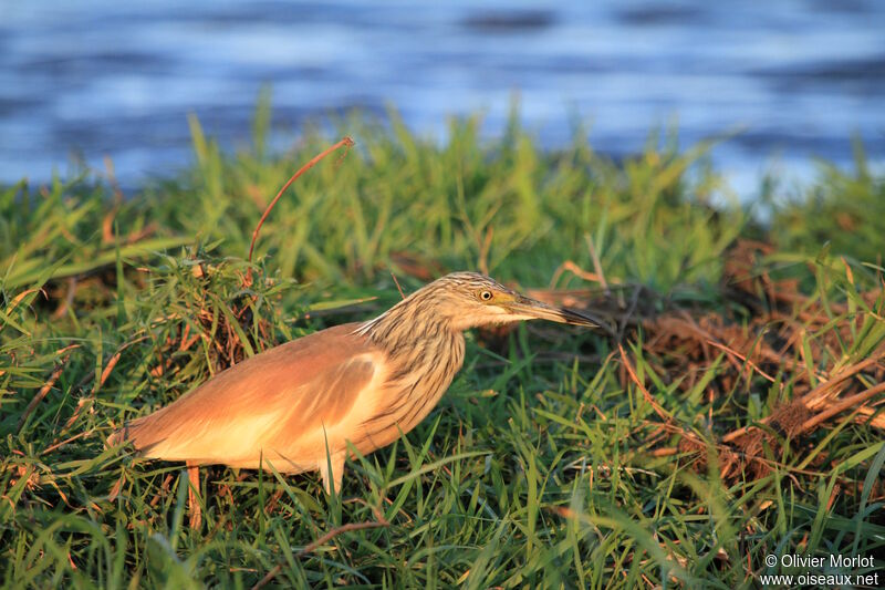 Squacco Heron