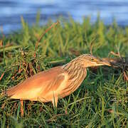 Squacco Heron