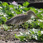 Indian Pond Heron