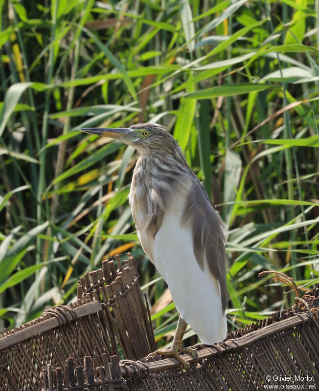 Indian Pond Heron