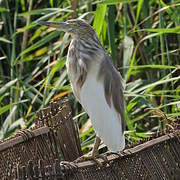 Indian Pond Heron