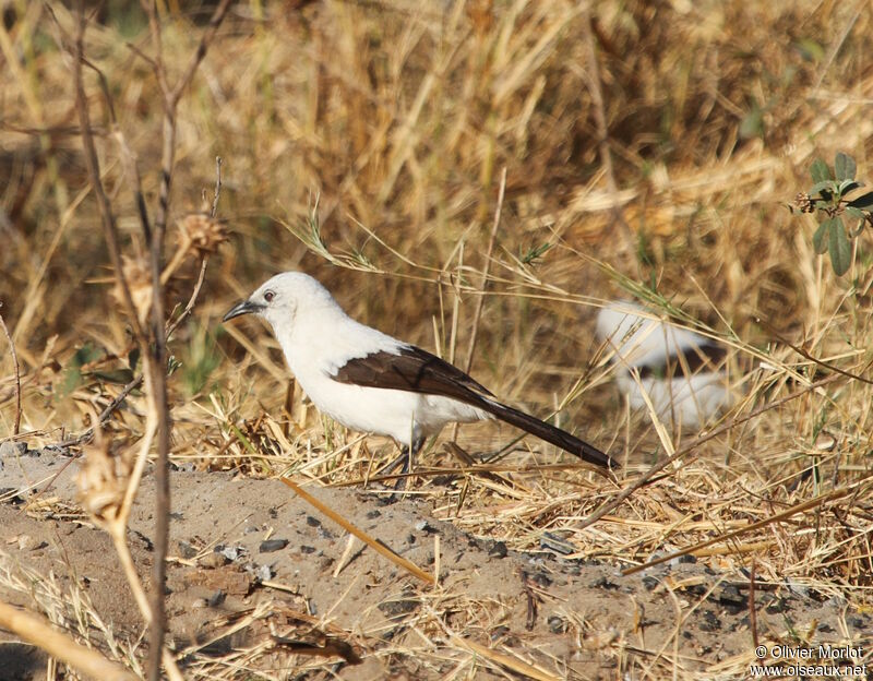 Cratérope bicolore