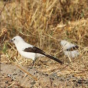 Southern Pied Babbler