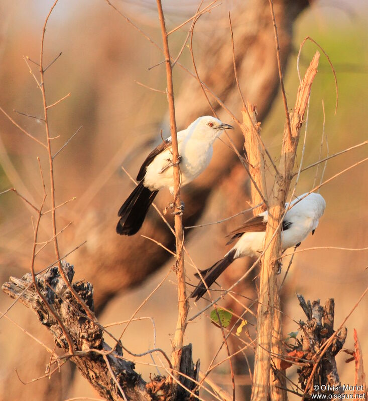 Southern Pied Babbler