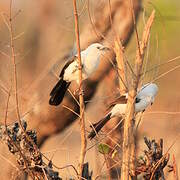 Southern Pied Babbler