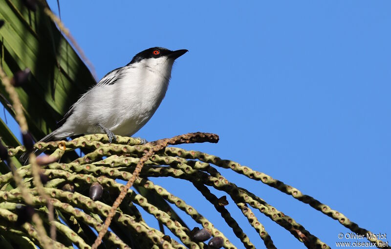 Black-backed Puffback