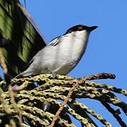 Black-backed Puffback