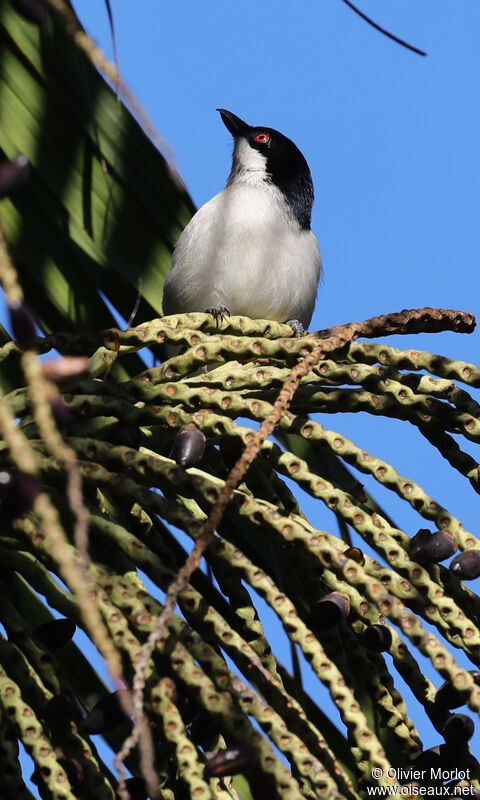 Black-backed Puffback