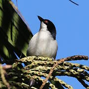 Black-backed Puffback