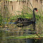 Cygne noir