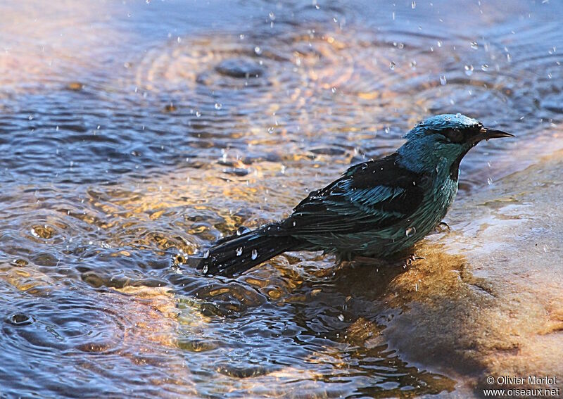 Dacnis bleu mâle