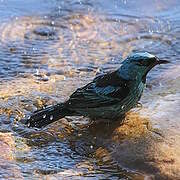 Blue Dacnis