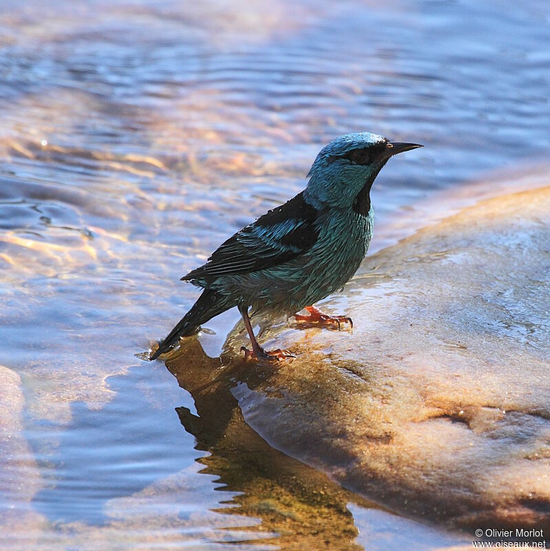 Dacnis bleu mâle