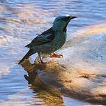 Dacnis bleu