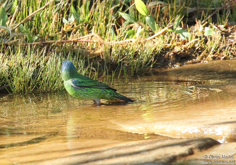 Blue Dacnis female