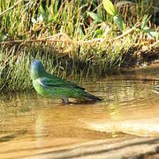 Blue Dacnis